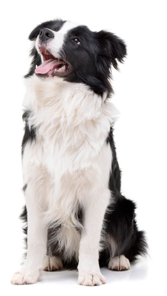 Isolated image of dog