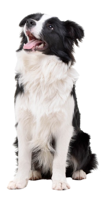 Zebulon Veterinarians