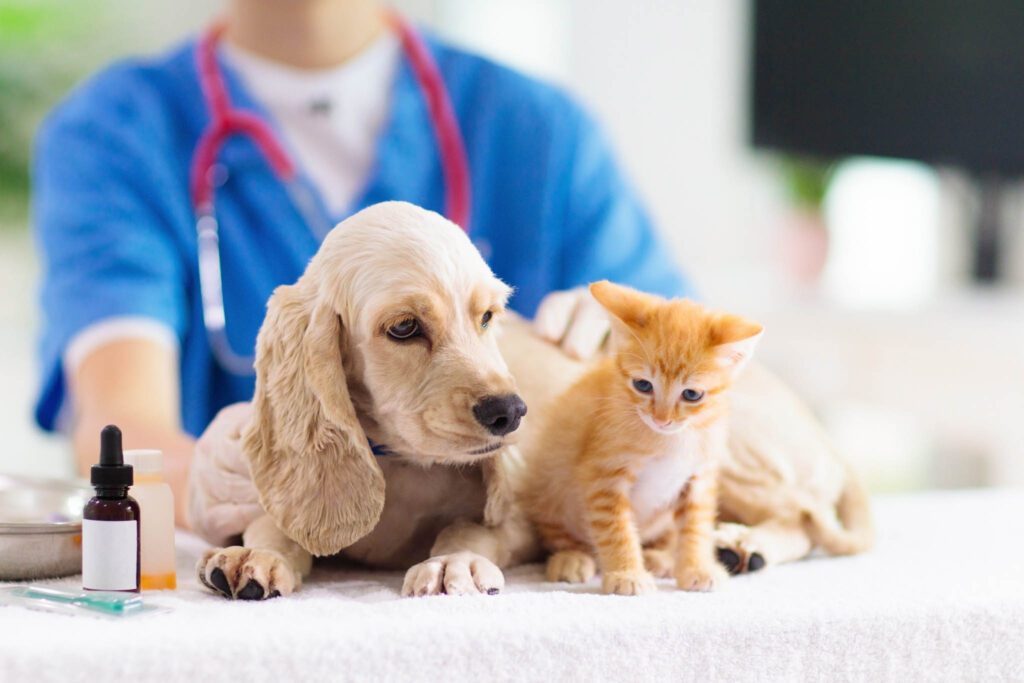 Vet examining a puppy and kitten at East Wake Animal Hospital in Zebulon, NC.